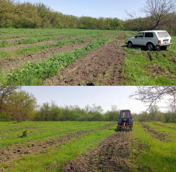 В лесах Наурского района проводятся работа по агротехнологическому уходу