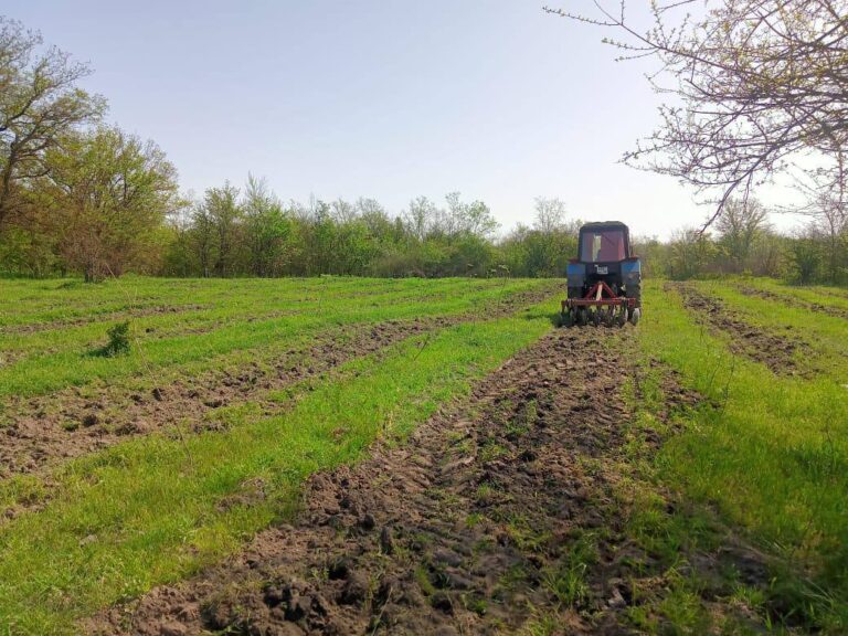 В двух районах Чечни проводят агротехнический уход за лесными культурами