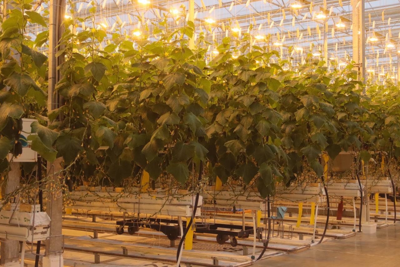 Объём продукции сельского хозяйства в ЧР составил 60,8 млрд рублей