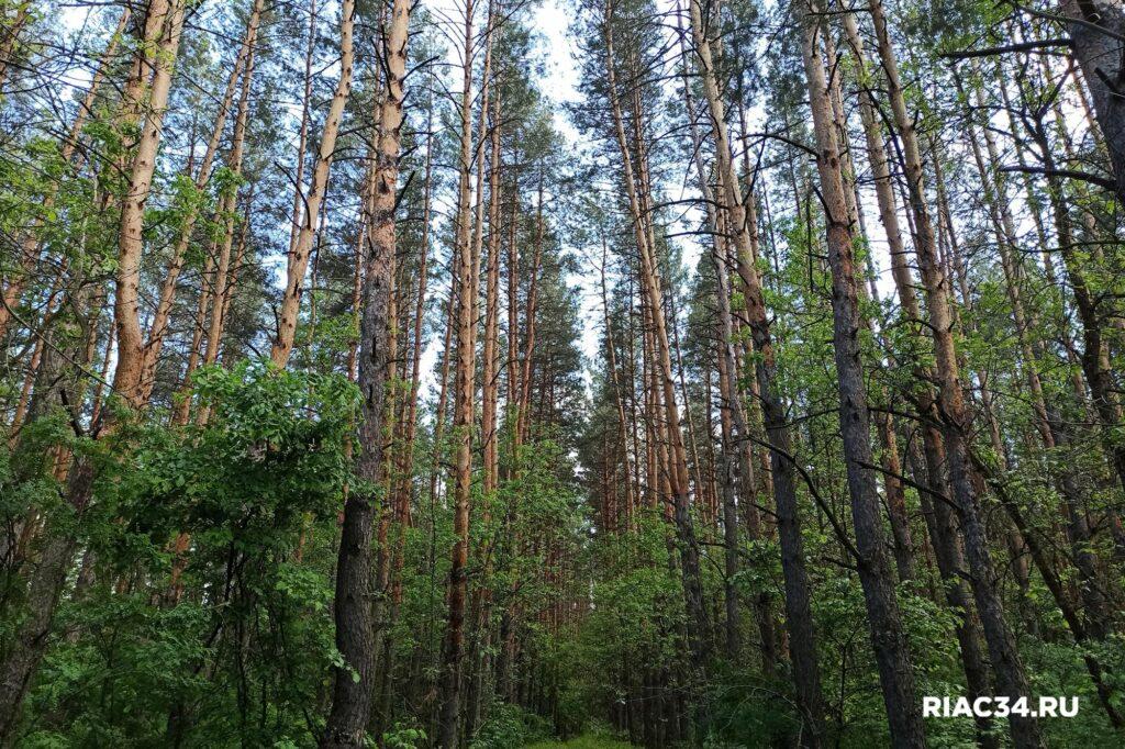 В России восстановят не менее 1,3 миллиона гектаров леса