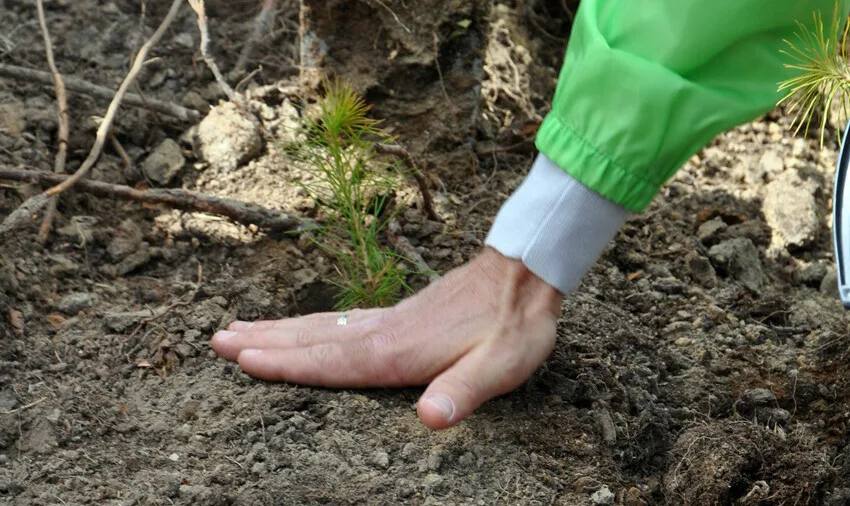 В 2024 ГОДУ В ЧР ВОССТАНОВЛЕНО 9 800 ГЕКТАРОВ ЛЕСОВ